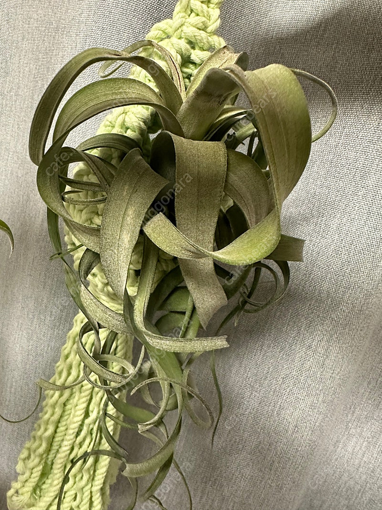 틸란드시아 여럿 분양--6