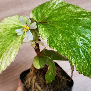 베고니아 바리게이타 핑크 Begonia sp Variegated Pink (안스리움 X)