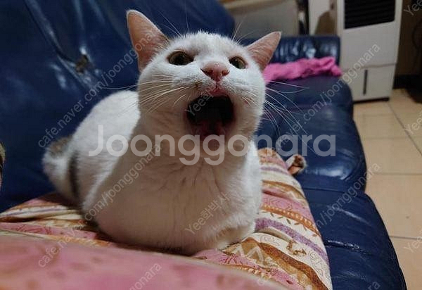 베놈 60he 7u 보강판 구해요--0