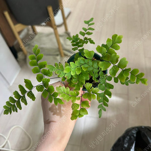 아디안텀 플라벨룰라텀 adiantum flabel lulatum