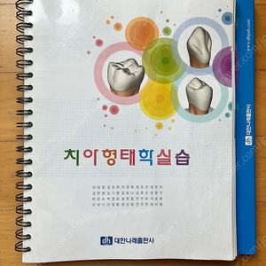 (새책)치아형태학 대한나래출판사