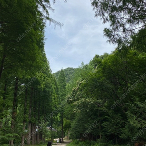 인셀덤화장품 전제품대량구매합니다