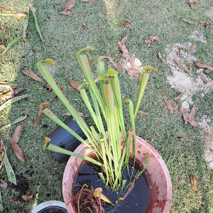 식충식물 사라세니아 분양