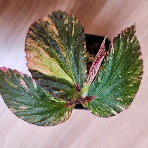 베고니아 바리게이타 블랙핑크 Begonia sp Variegated Pink (안스리움 X)