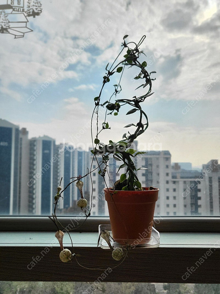 세로페기아 시모네, 보세리 분양합니다--0