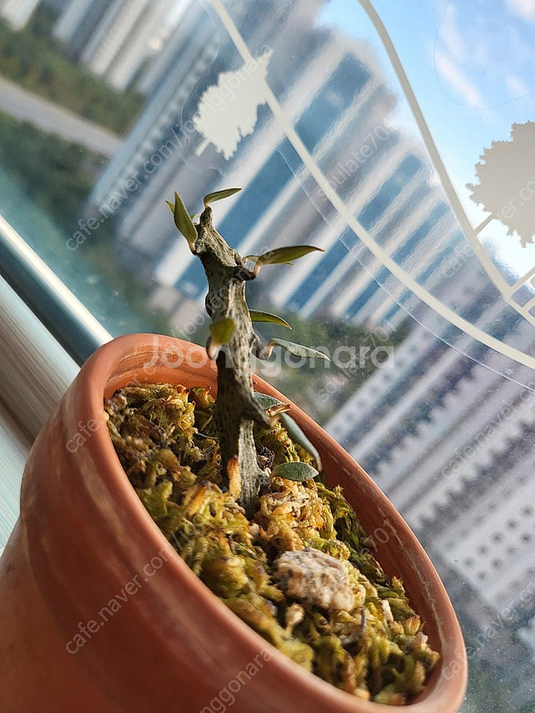 세로페기아 시모네, 보세리 분양합니다--2