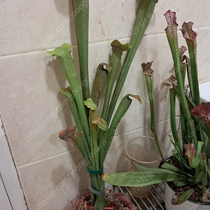 식충식물 사라세니아 판매