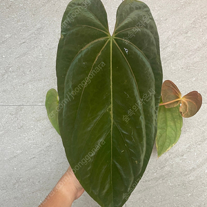 NSE 안스리움 드레스러리 (NSE Anthurium Dressleri) 판매