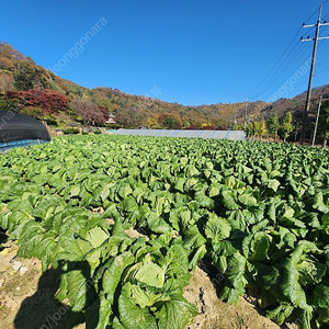 절임배추(20kg)