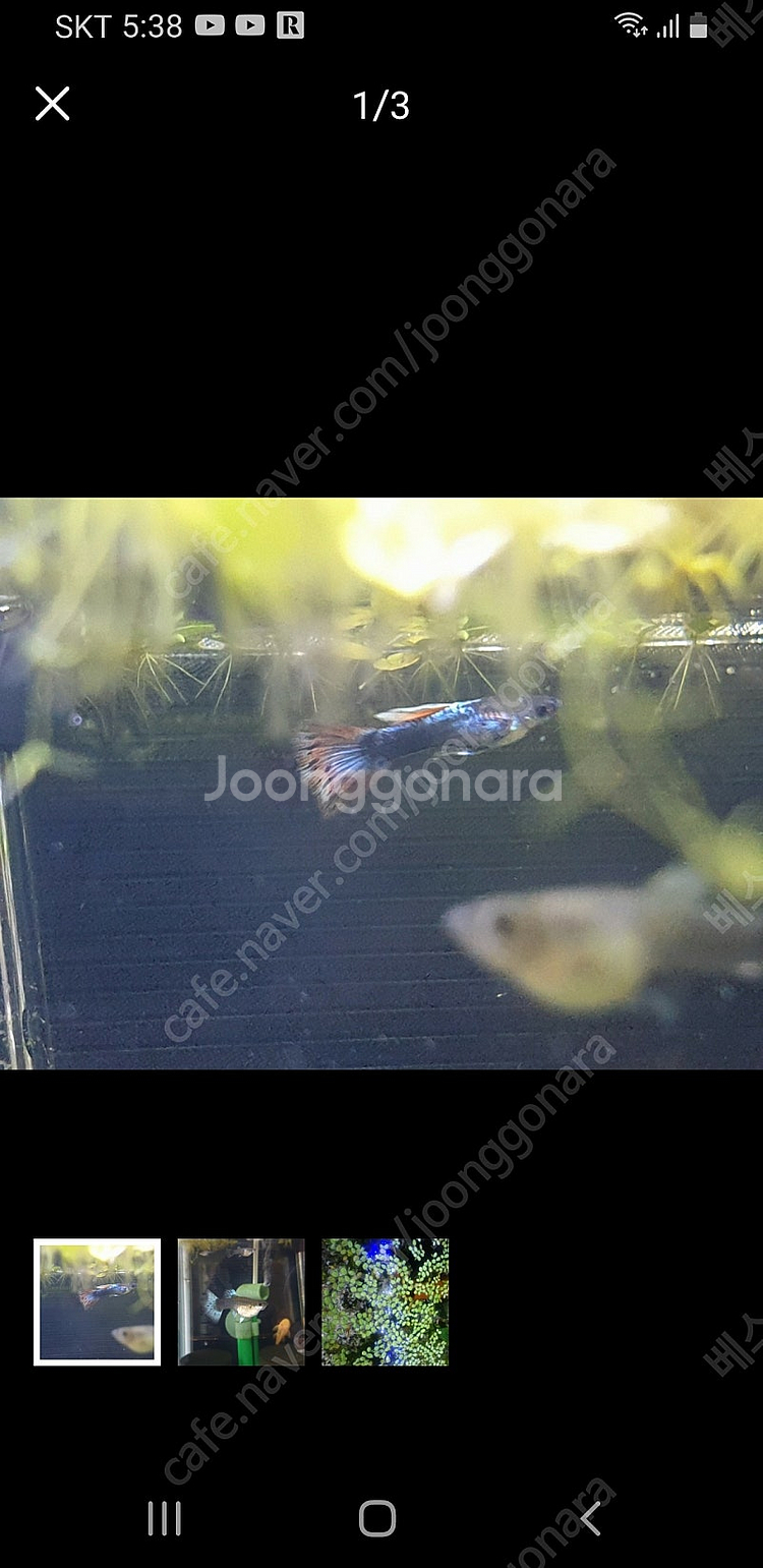 고장구피 HB파스텔--0