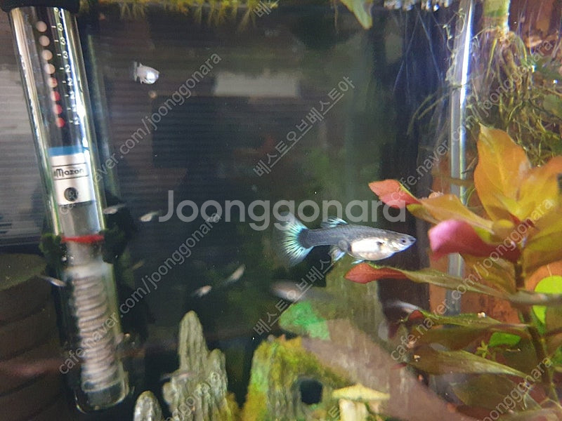 고장구피 HB파스텔--1