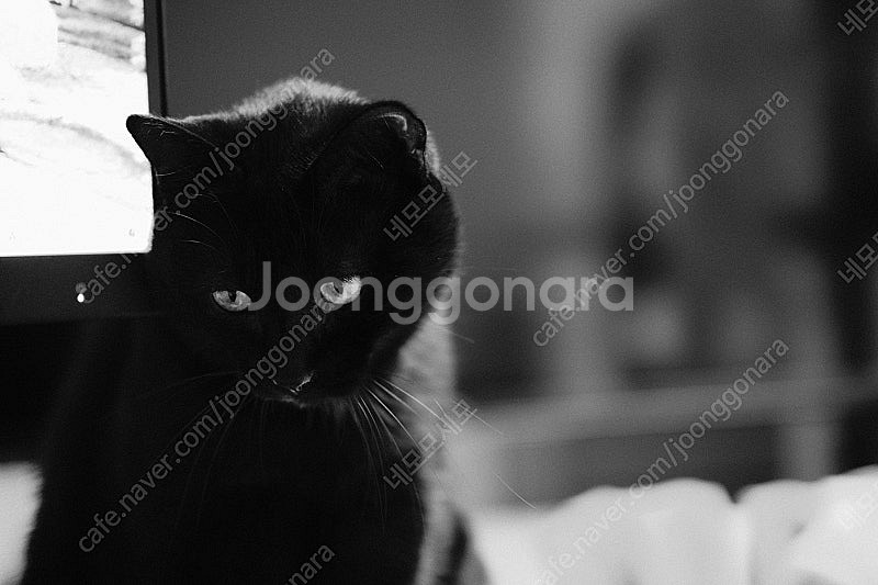 [후지XF마운트] 빌트록스 56mm 1.7 렌즈 판매 ...--4