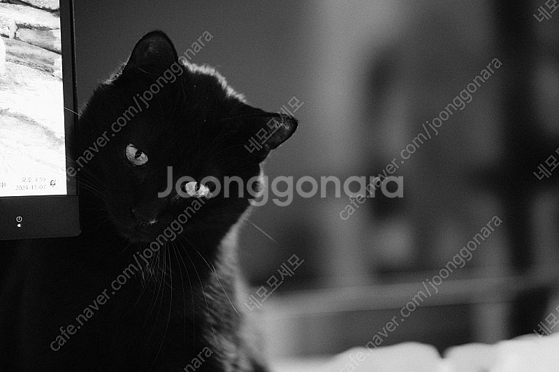 [후지XF마운트] 빌트록스 56mm 1.7 렌즈 판매 ...--5