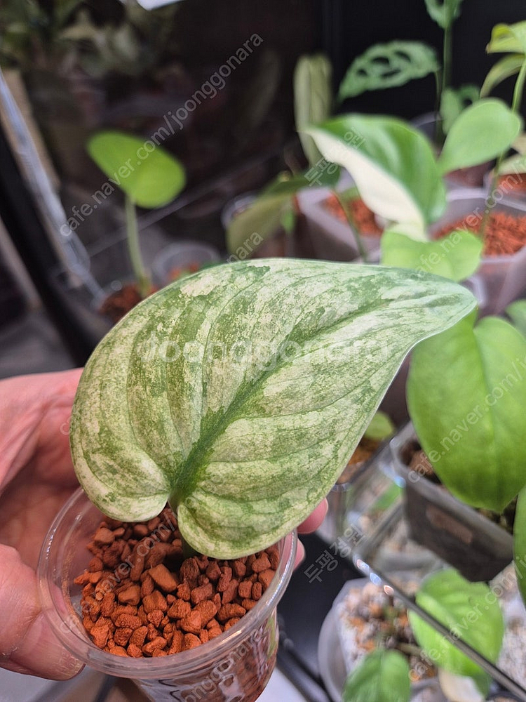 스킨답서스 할리문--0