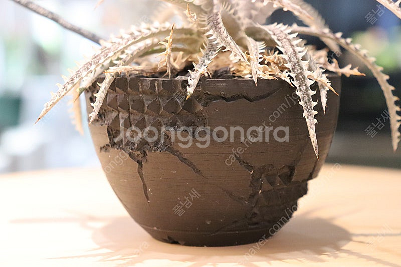 (아프리카 괴근식물, 코덱스) 디키아+dip 후쿠오카팟--3