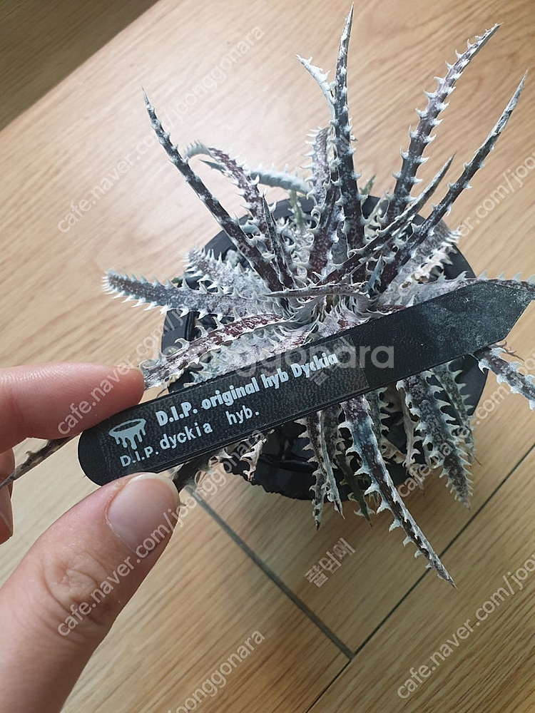 (아프리카 괴근식물, 코덱스) 디키아+dip 후쿠오카팟--4