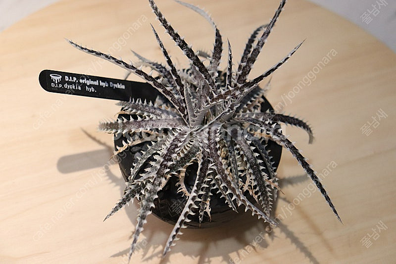 (아프리카 괴근식물, 코덱스) 디키아+dip 후쿠오카팟--0