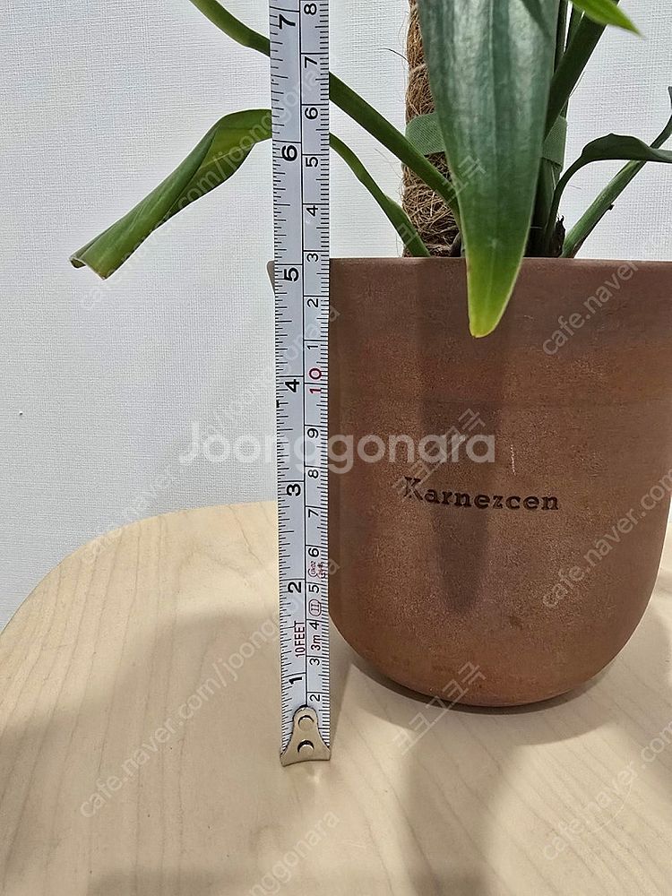 필로덴드론 실버스프릿 + 카네즈센토분--6