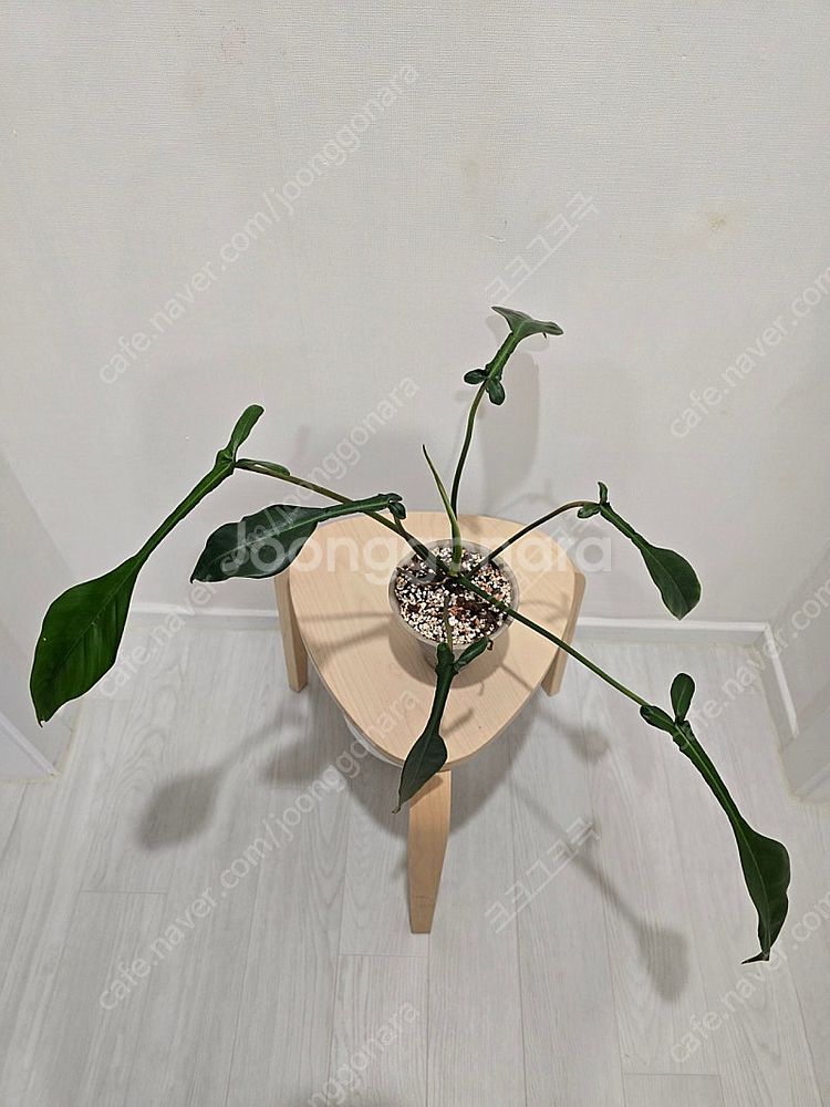 필로덴드론 69686 + 카네즈센토분--1