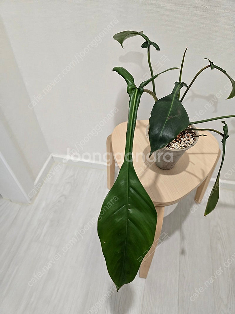 필로덴드론 69686 + 카네즈센토분--3