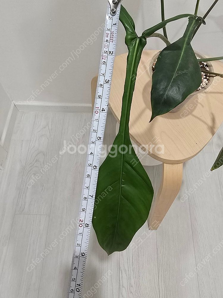필로덴드론 69686 + 카네즈센토분--5