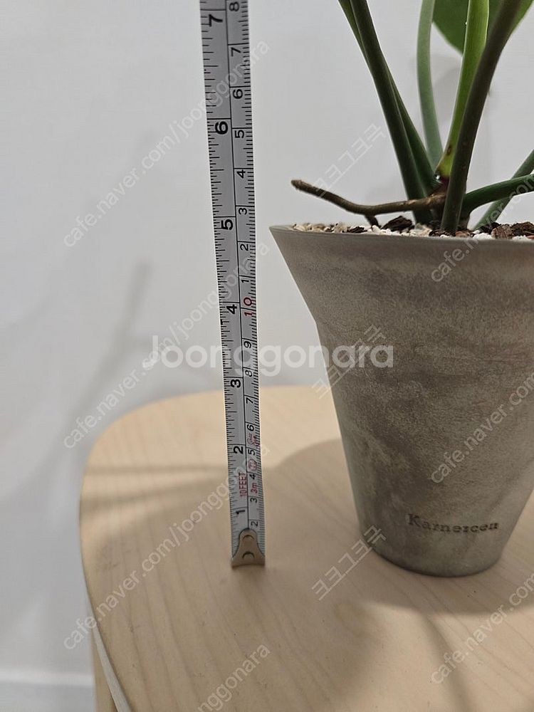 필로덴드론 69686 + 카네즈센토분--6