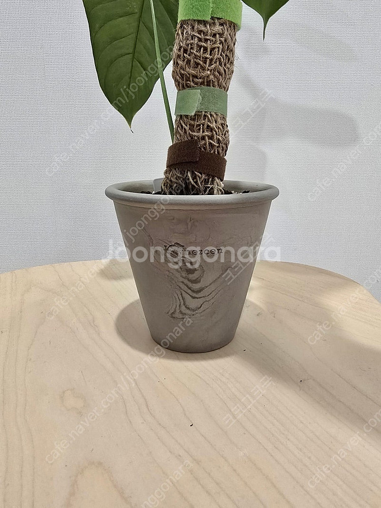 필로덴드론 옥사파펜스 + 카네즈센토분--3