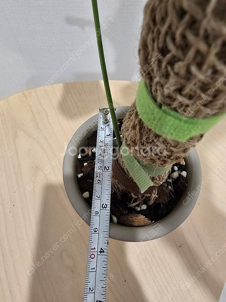 필로덴드론 옥사파펜스 + 카네즈센토분--4