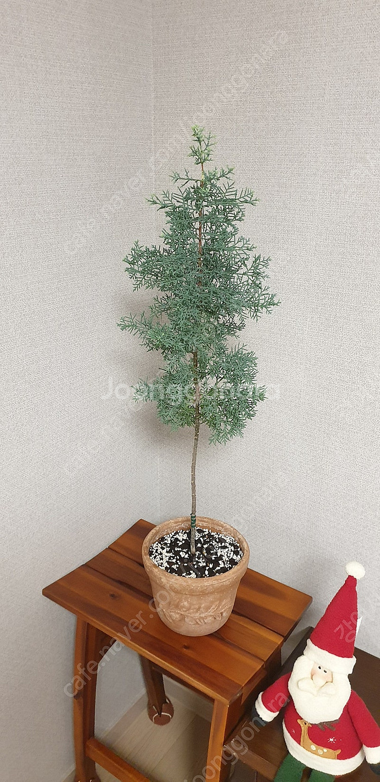 셀프래아--0