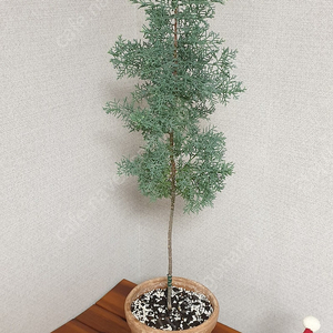 셀프래아