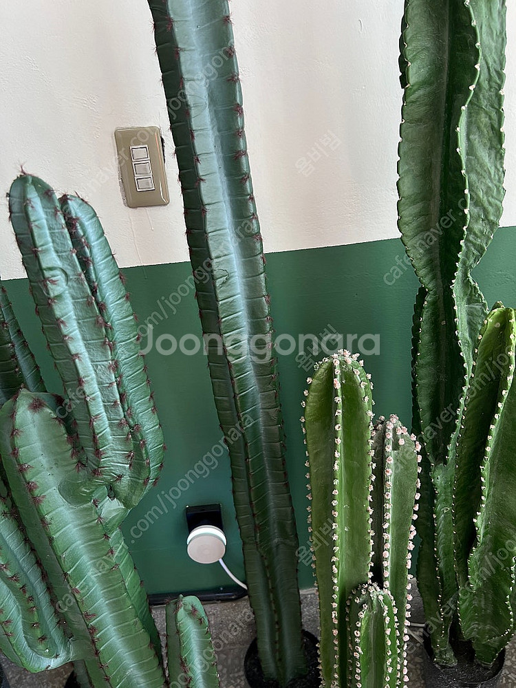 인테리어용 선인장 조화 판매합니다--2