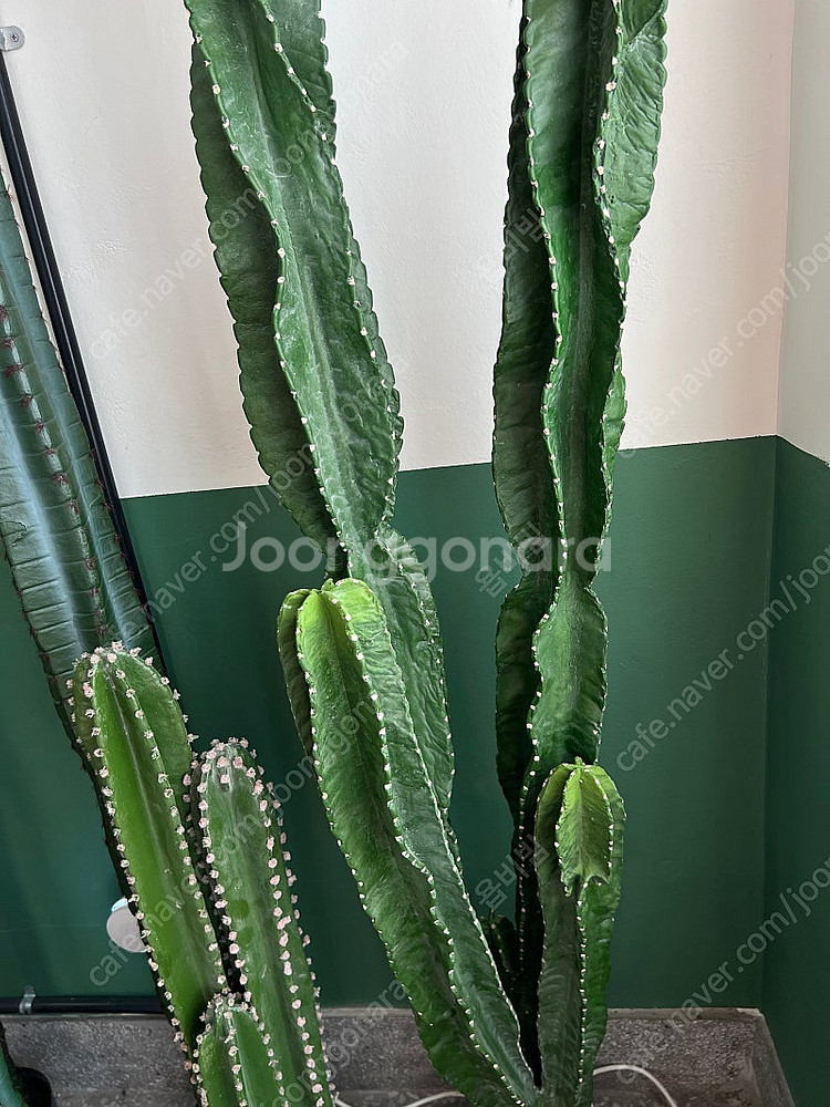 인테리어용 선인장 조화 판매합니다--3