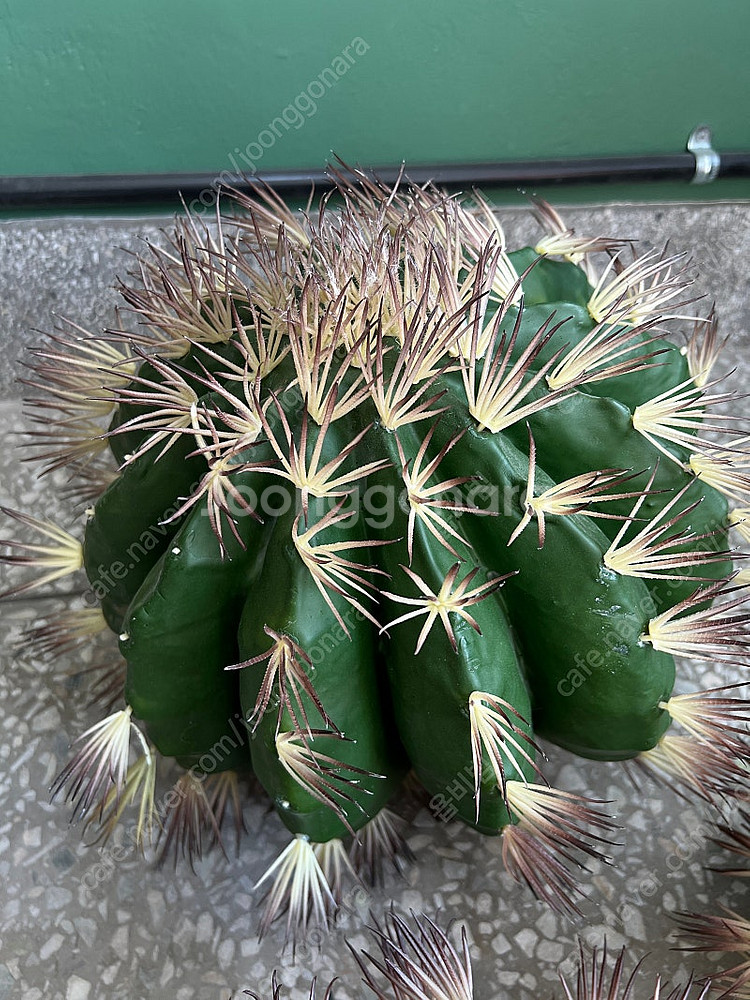 인테리어용 선인장 조화 판매합니다--7
