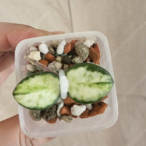 호야 마틸드바리에가타