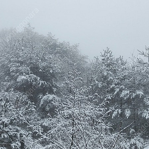 여성 스키시즌권 웰리힐리 전용