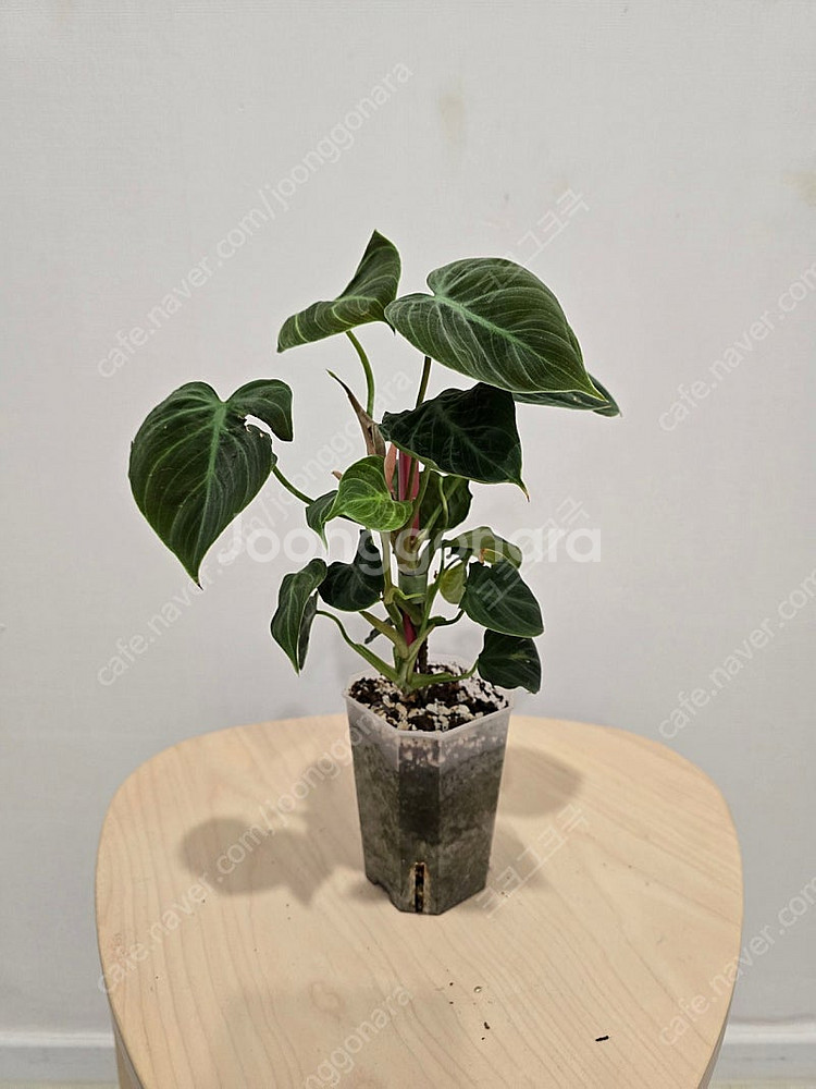 필로덴드론 엘초코--1