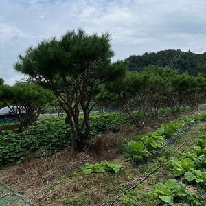 아주 멋진 소나무 판매합니다