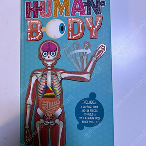 인체퍼즐 Make and move Human Body