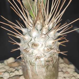 Pachypodium namaquanum 광당