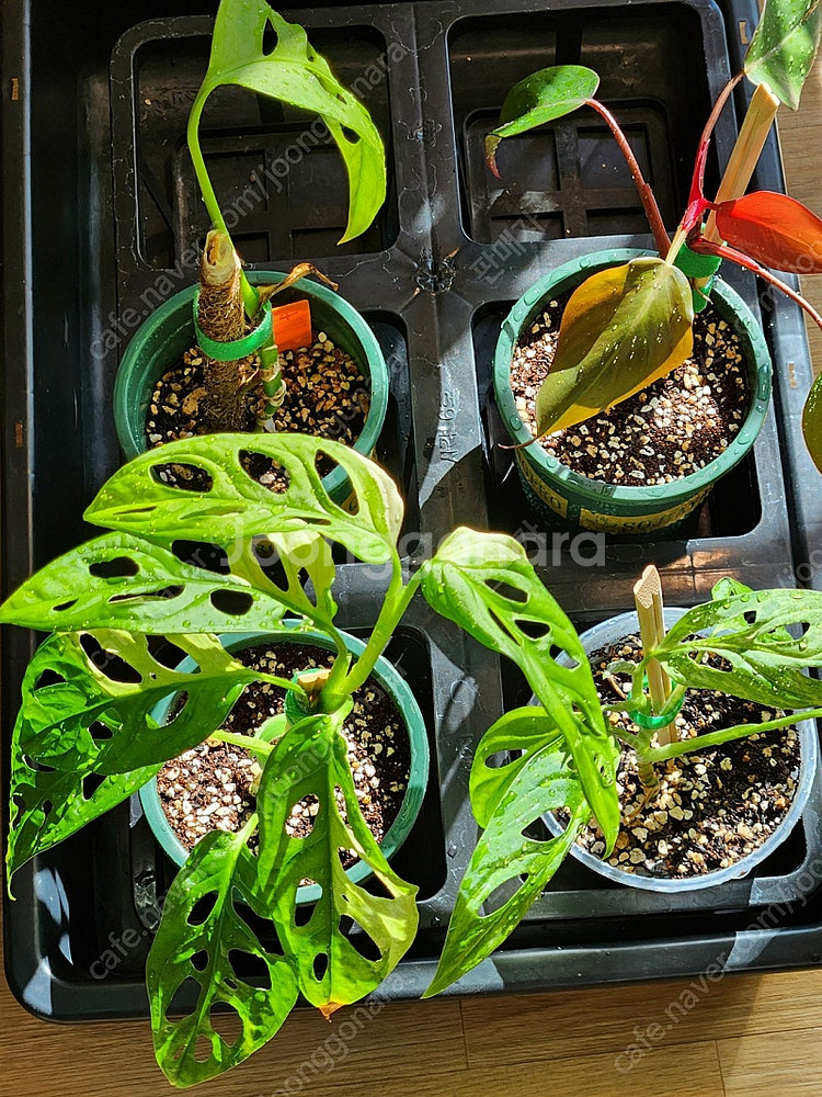 식물 일괄정리) 무늬아단소니,민트아단소니,핑크프린세스,에스쿠엘레토--0