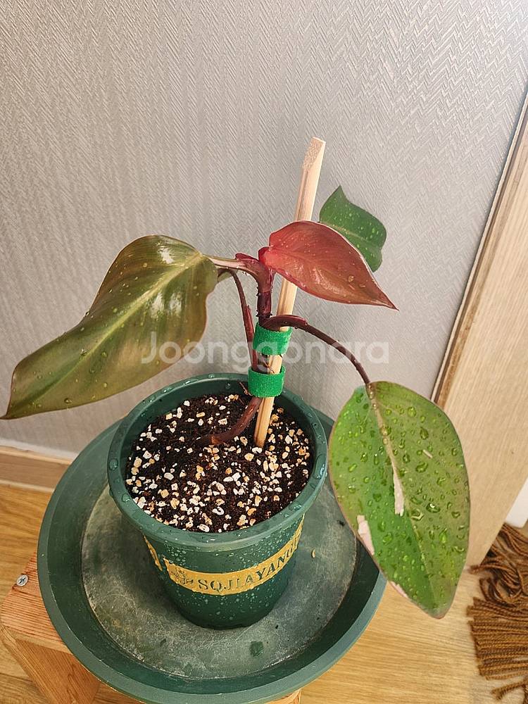 식물 일괄정리) 무늬아단소니,민트아단소니,핑크프린세스,에스쿠엘레토--3