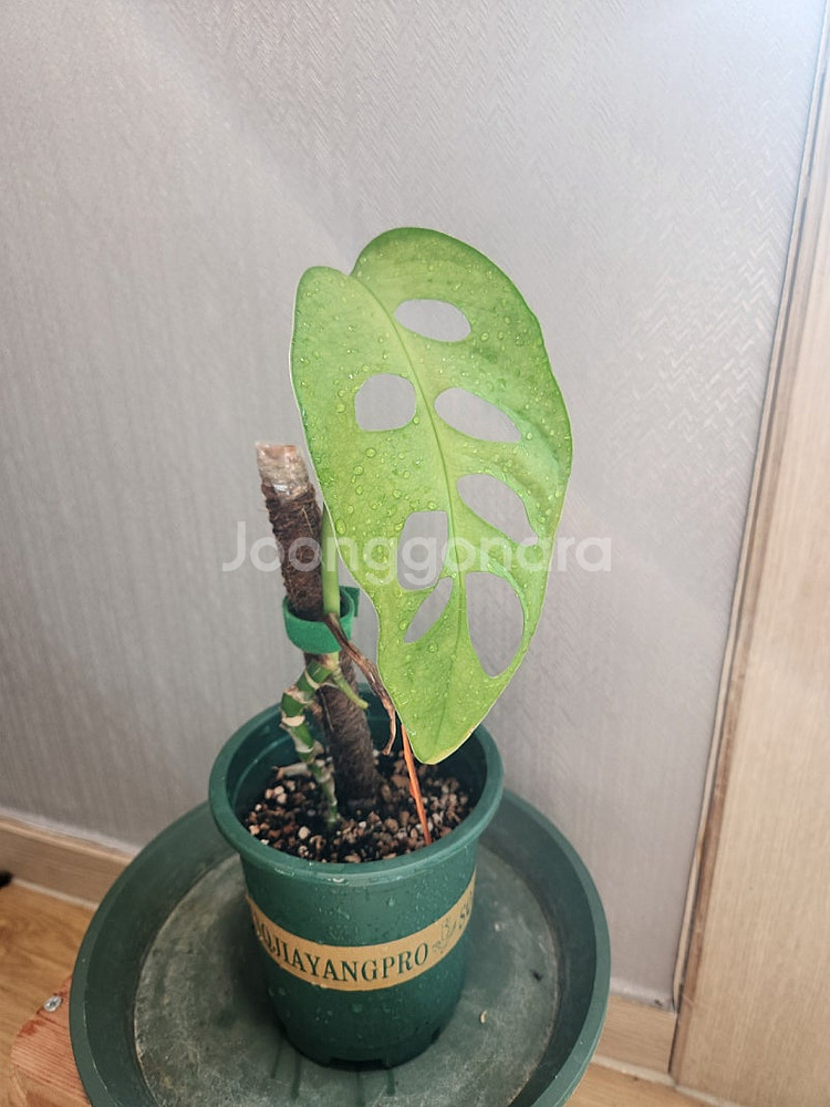 식물 일괄정리) 무늬아단소니,민트아단소니,핑크프린세스,에스쿠엘레토--4