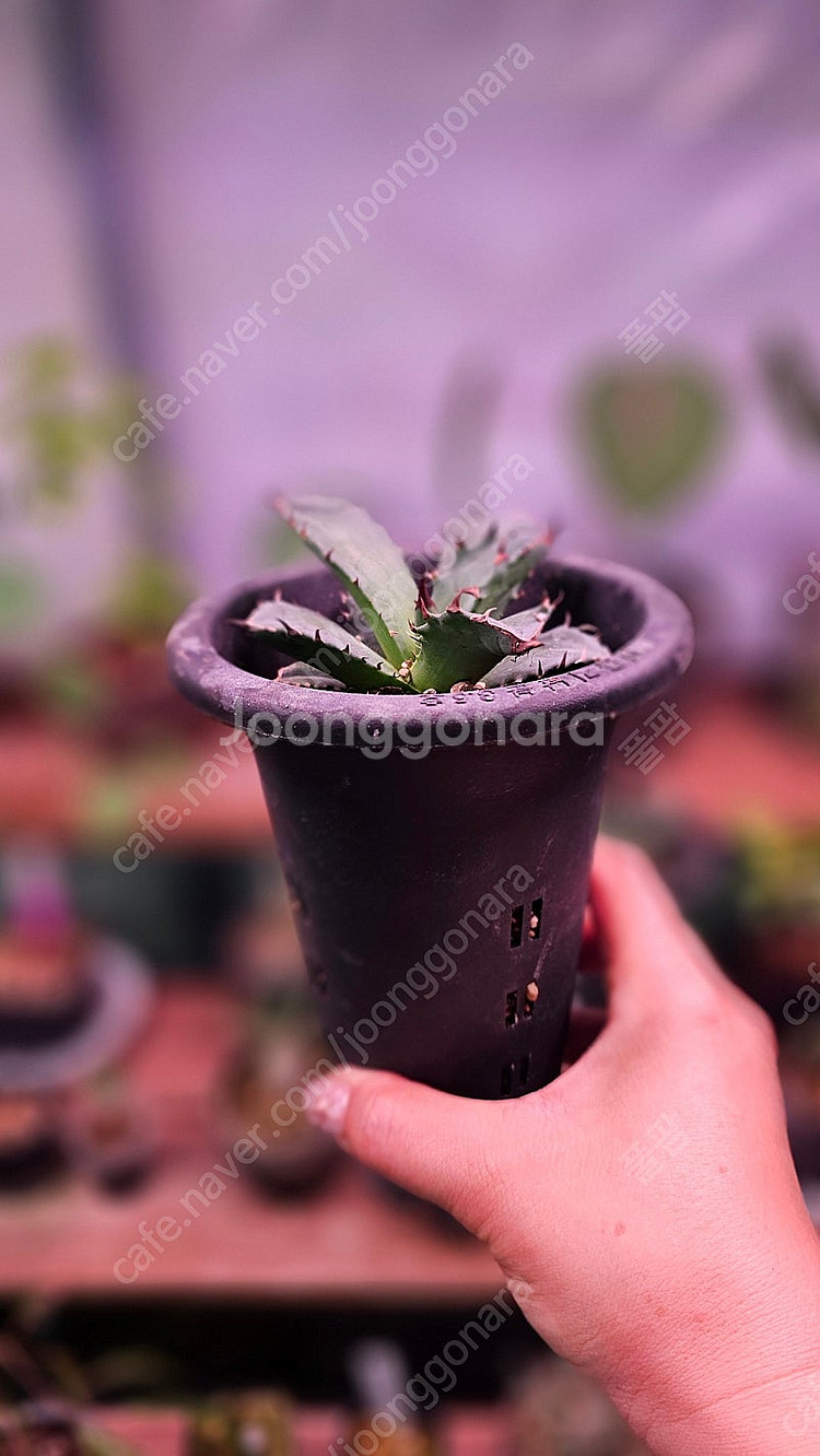 아가베 티타노타 드워프--1