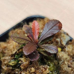 블랙세라타 Sauvagesia serrata black (안스리움X)