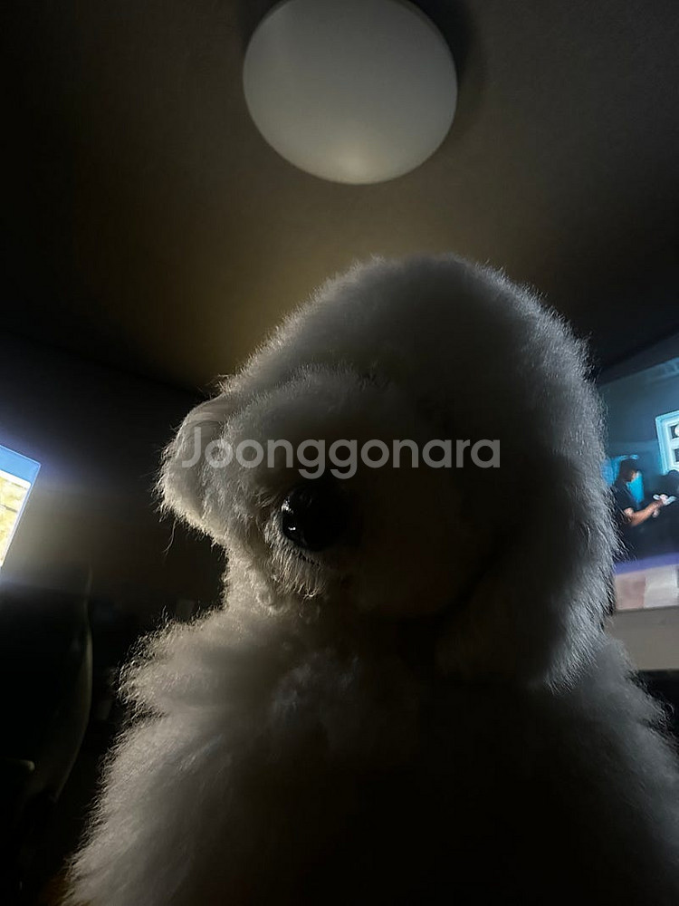 올뉴카니발 린드메이드 루프박스(하이리무진스타일)구합니다--0