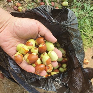 롯데시네마 2d 예매(단1인만 가능)