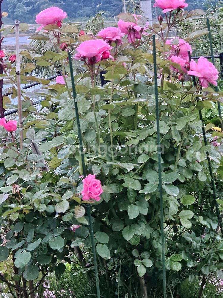 맘베 맘홀 디젤매니아 뽐뿌 딜바다 키토제닉 쭉빵 이 ​...--0