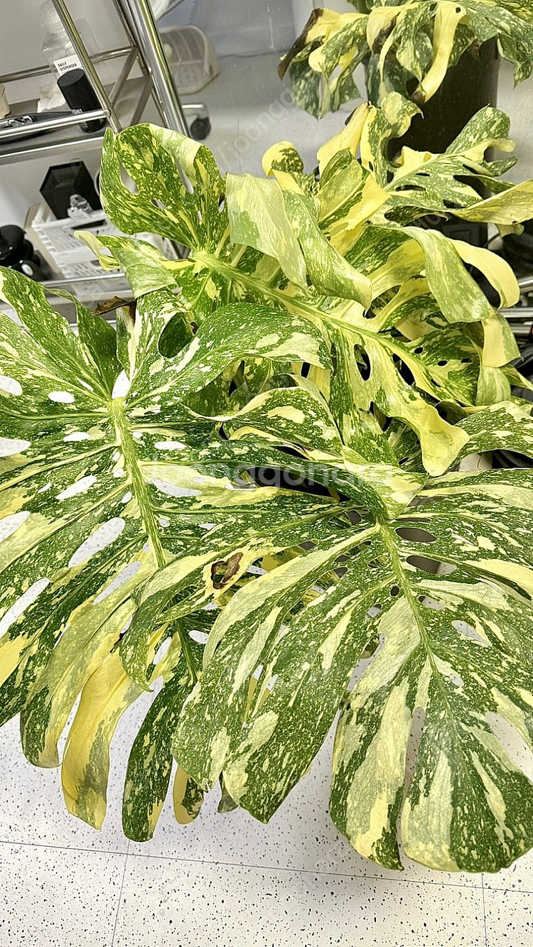 몬스테라 크림브륄레 성묘--0