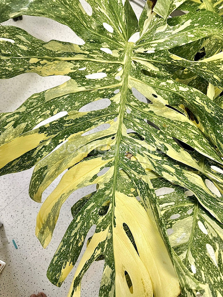 몬스테라 크림브륄레 성묘--1