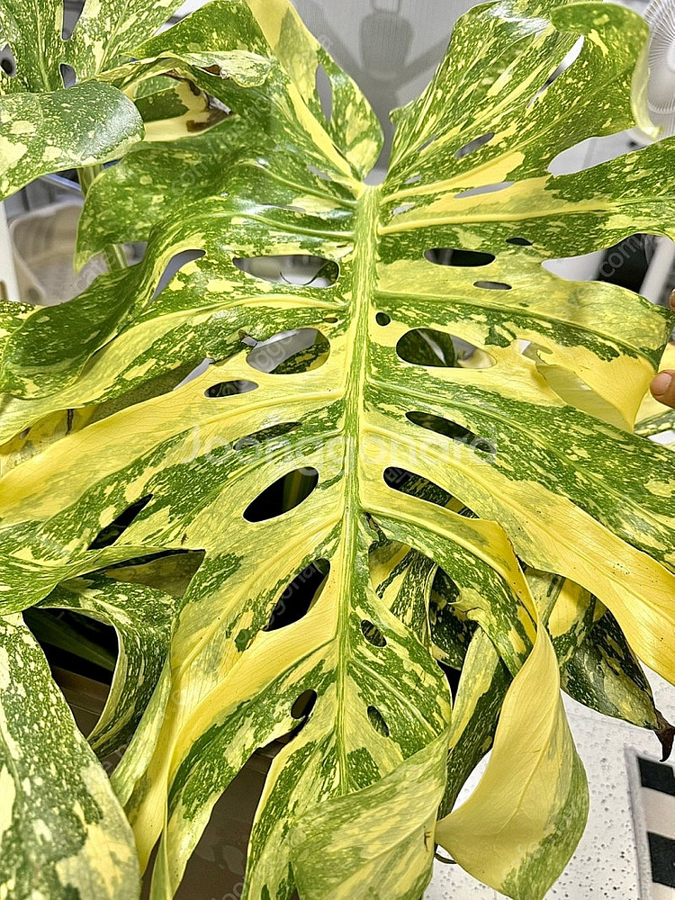 몬스테라 크림브륄레 성묘--2